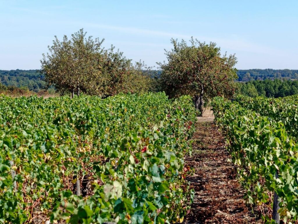 Vineyards in the Loire Valley wine region near Château d'Ussé