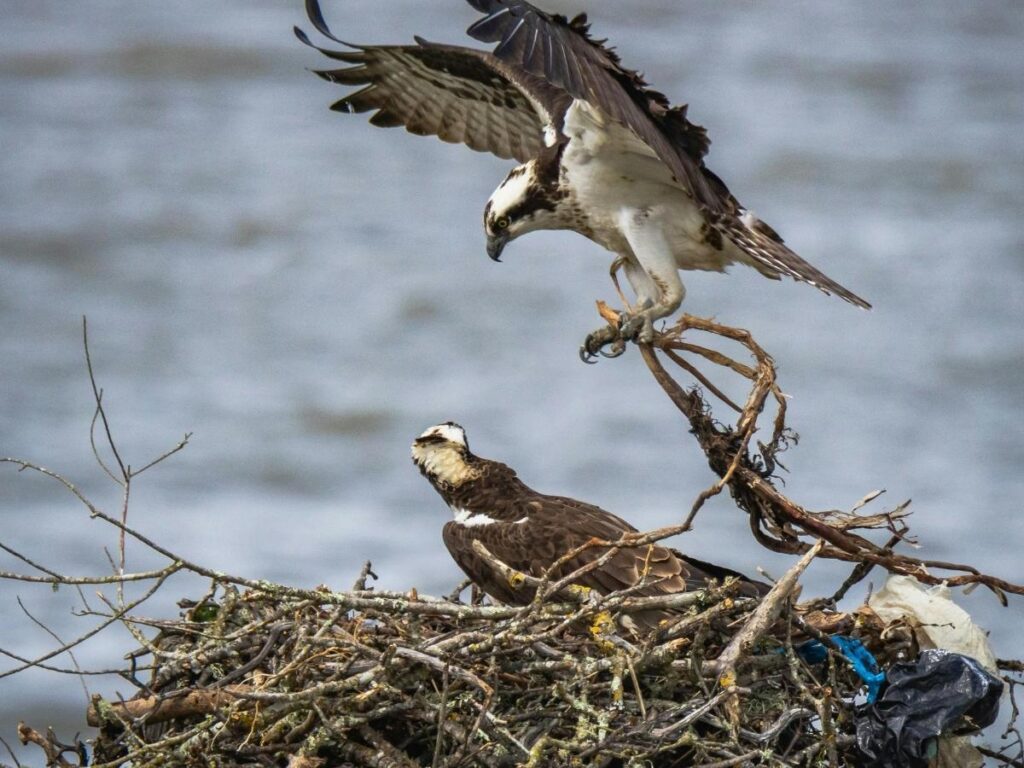 Osprey nesting on remote cliffs in Scandola Nature Reserve