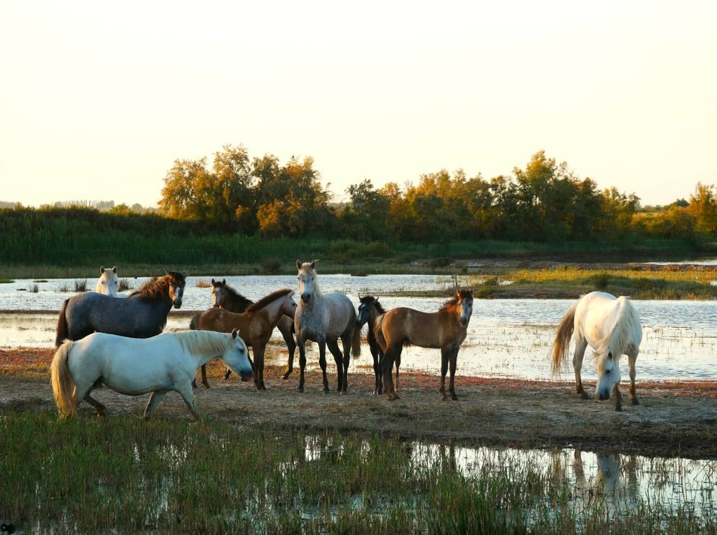 Quiet autumn landscape in the Camargue wetlands