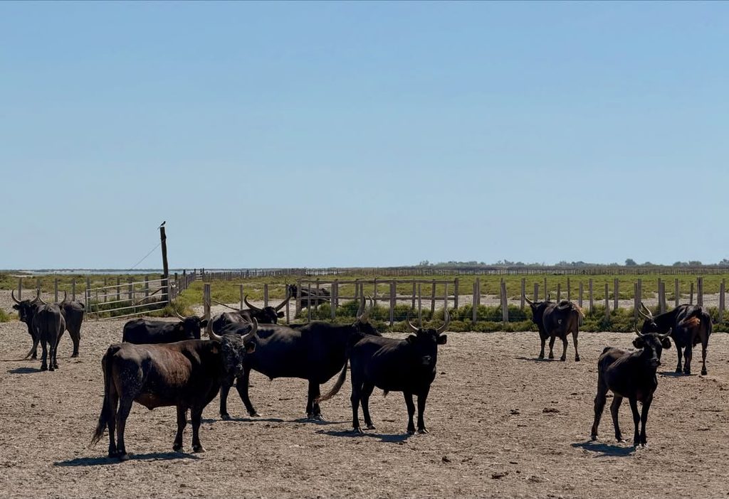 Black Camargue bulls grazing in an open field