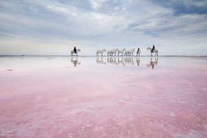 Everything You Need to Know About the Camargue, France