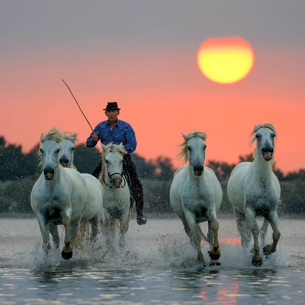 Camargue gardian riding a white horse through the wetlands