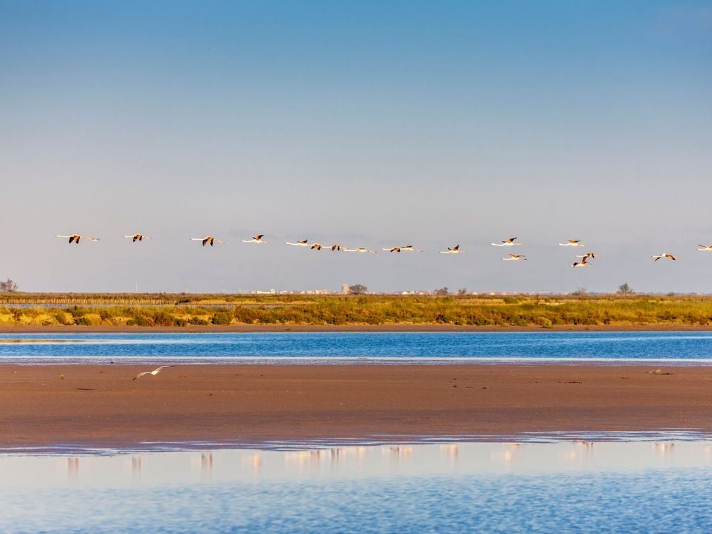 Flat wetland landscape of the Camargue in Provence, France