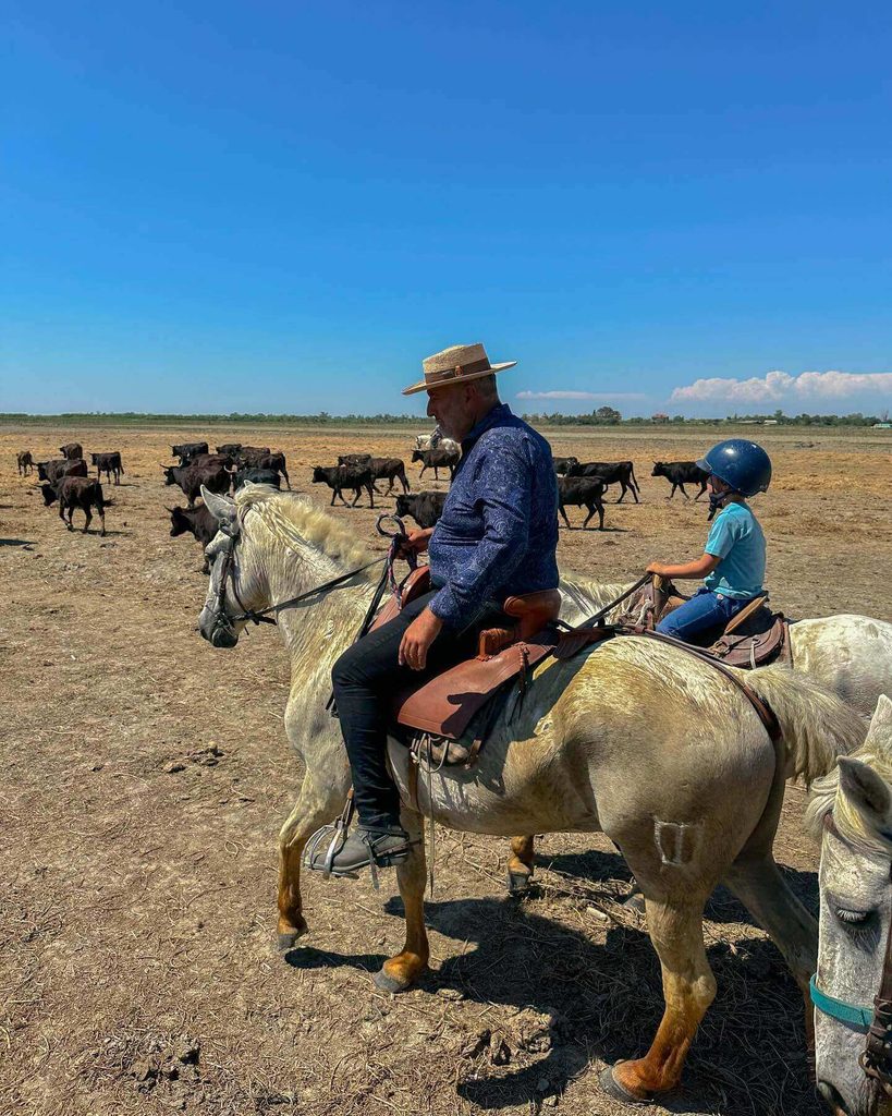 Gardian riding a Camargue horse near black bulls at a traditional manade