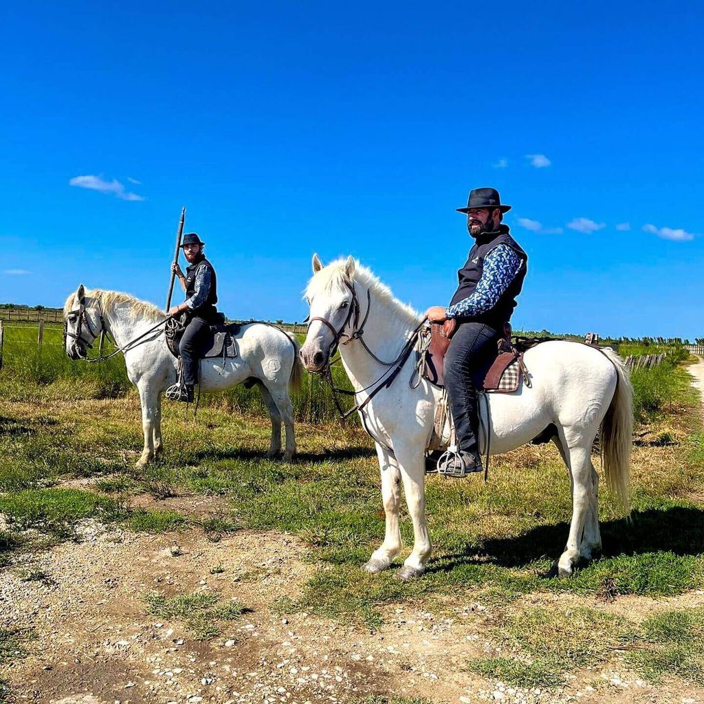 White horses and black bulls at a traditional Camargue manade
