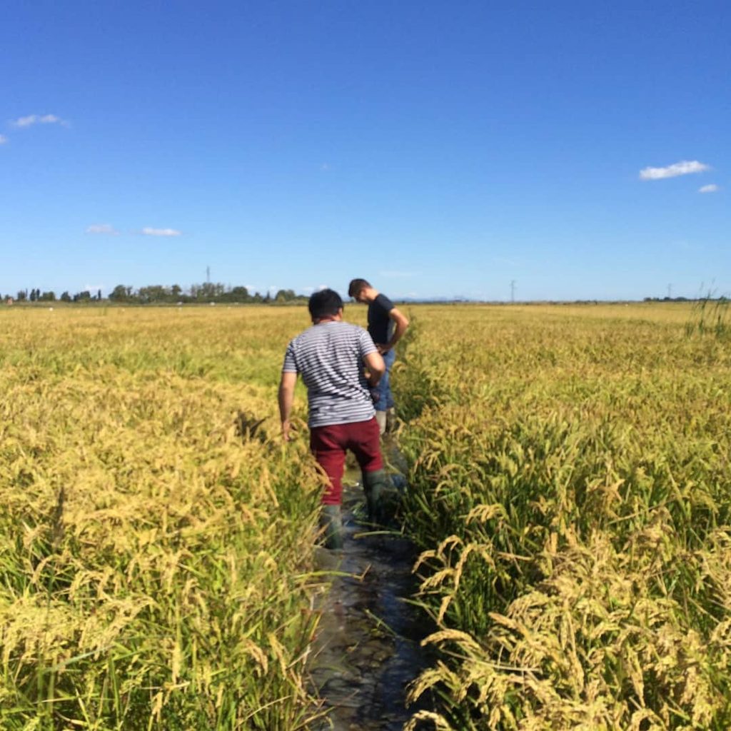 Rice fields stretching across the Camargue wetlands in southern France