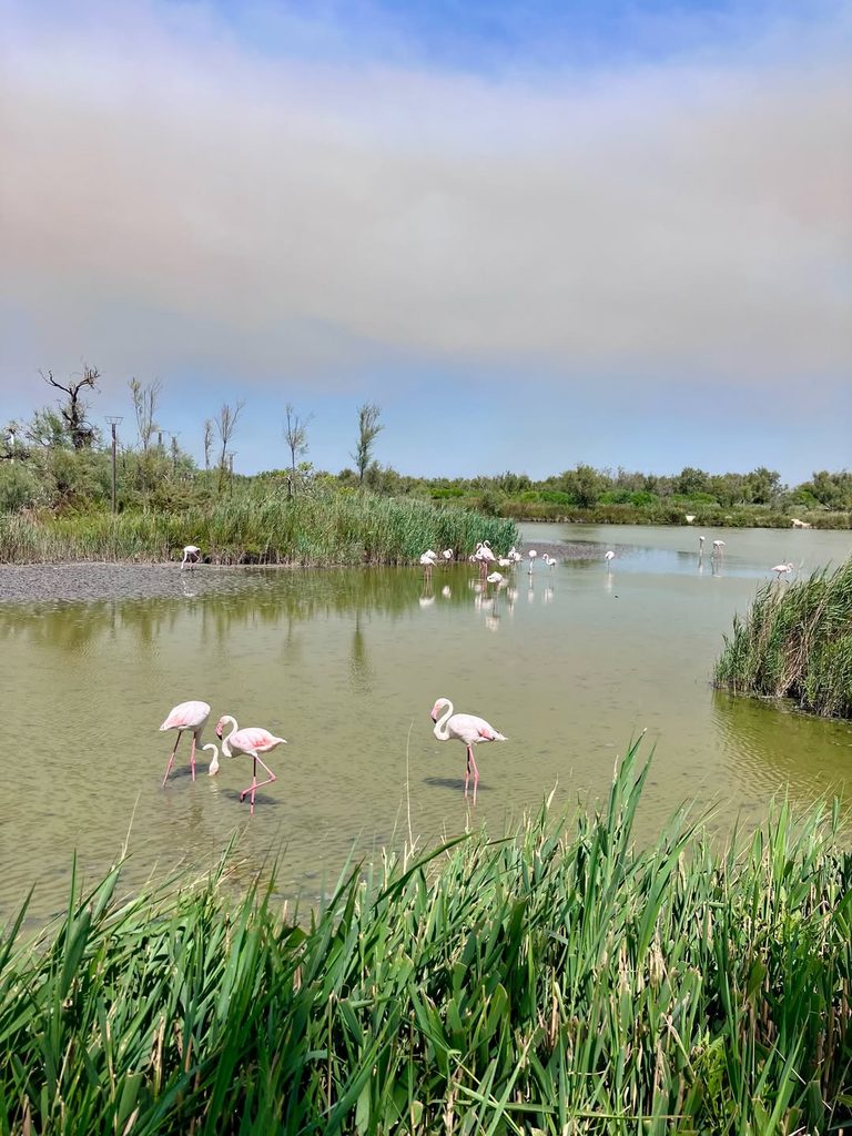 Green wetlands and birdlife in the Camargue during spring