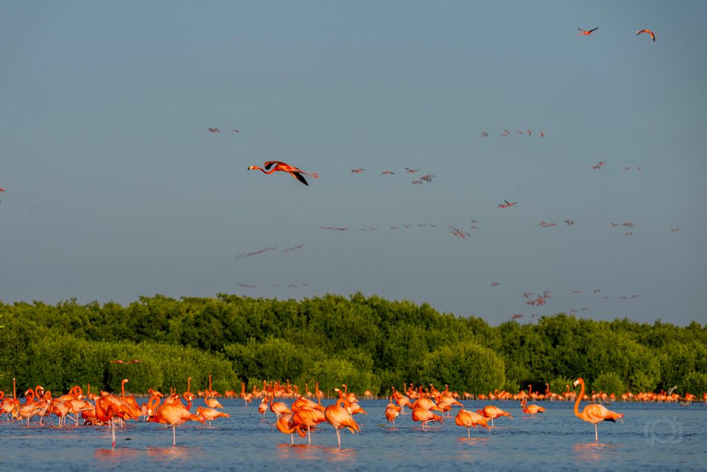 Flamingos and wetlands in the Camargue at sunset