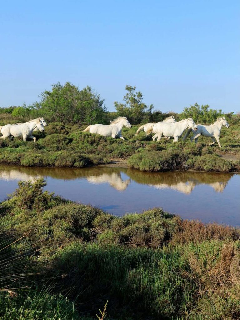 White Camargue horses walking through marshland in southern France