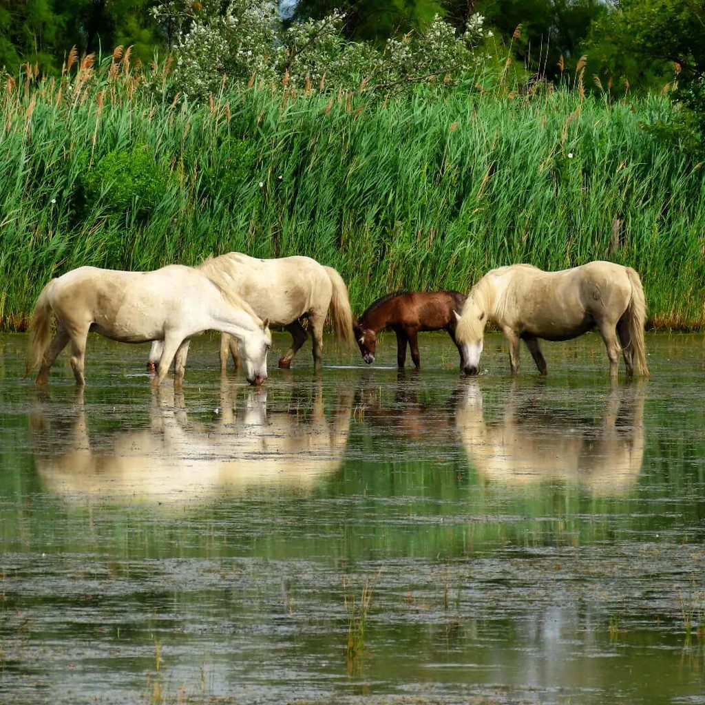 Open wetlands and countryside in the Camargue with horses in the distance