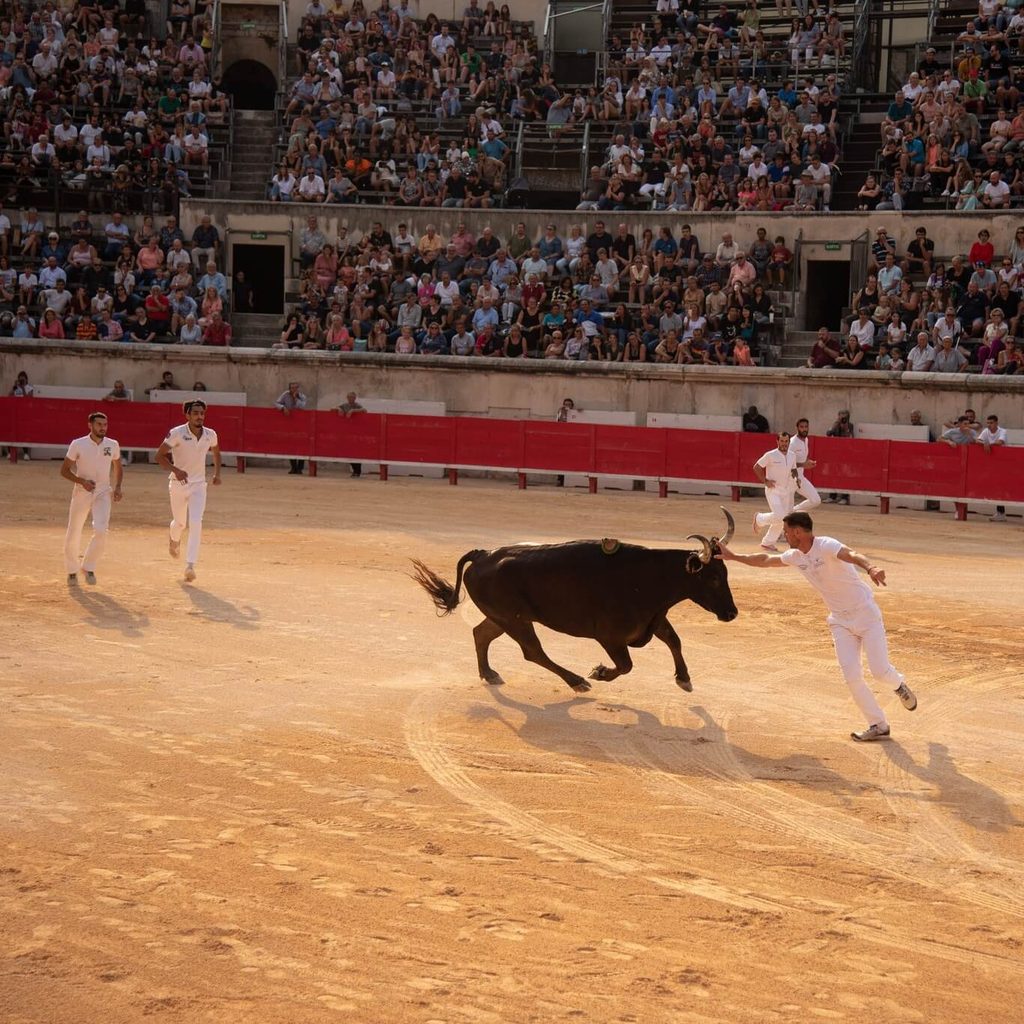 Razeteur facing a Camargue bull during a Course Camarguaise