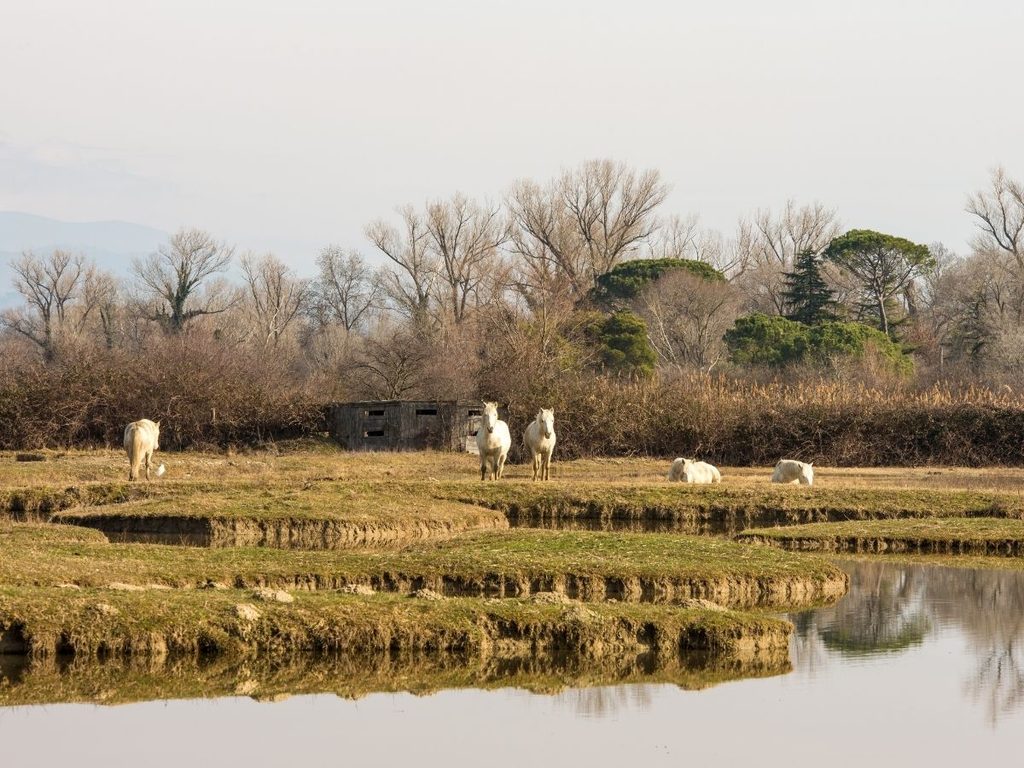 Coastal wetlands at Domaine de la Palissade in the Camargue