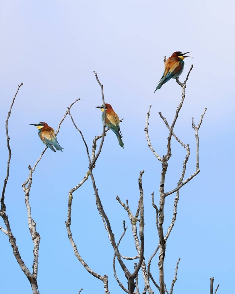 Wetlands and birdlife at Marais du Vigueirat in the Camargue