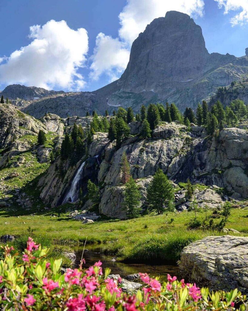 Spring wildflowers blooming beneath snowy mountains in Mercantour National Park