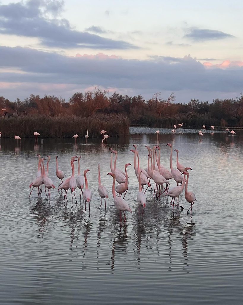 Pink flamingos in the wetlands at Parc Ornithologique du Pont de Gau