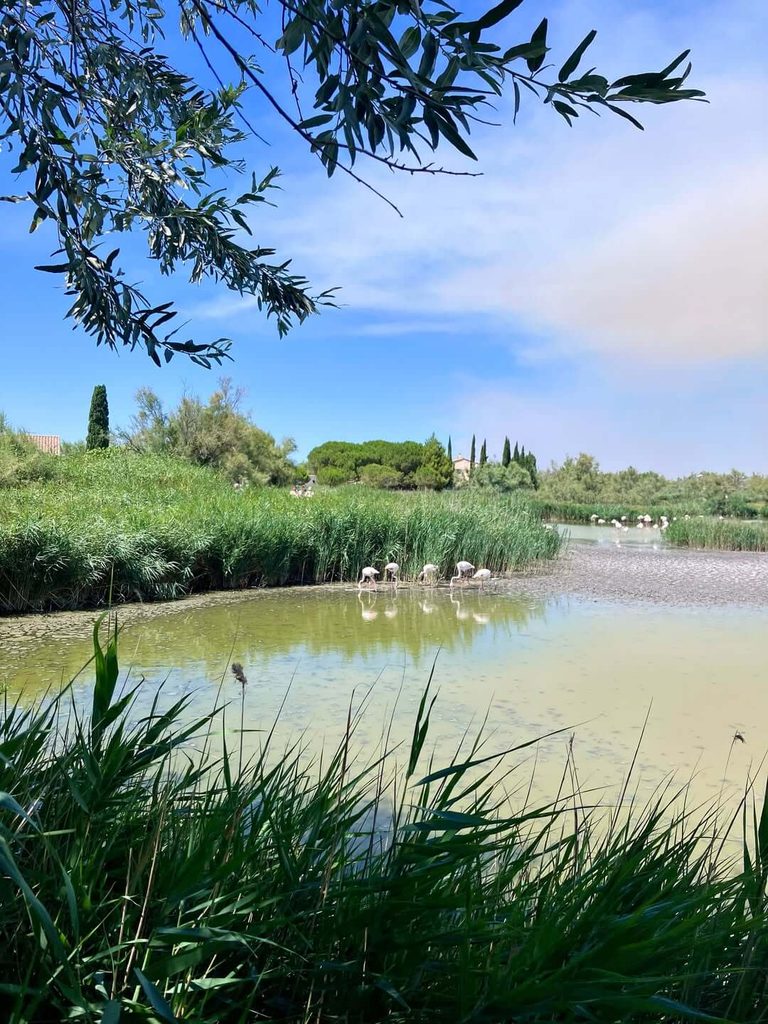 Pink flamingos in the wetlands at Pont de Gau in the Camargue