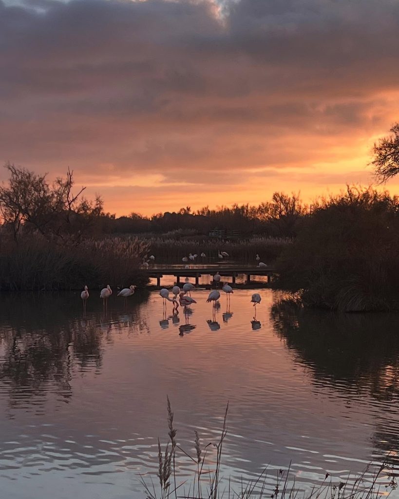 Flamingos in the wetlands at Parc Ornithologique du Pont de Gau