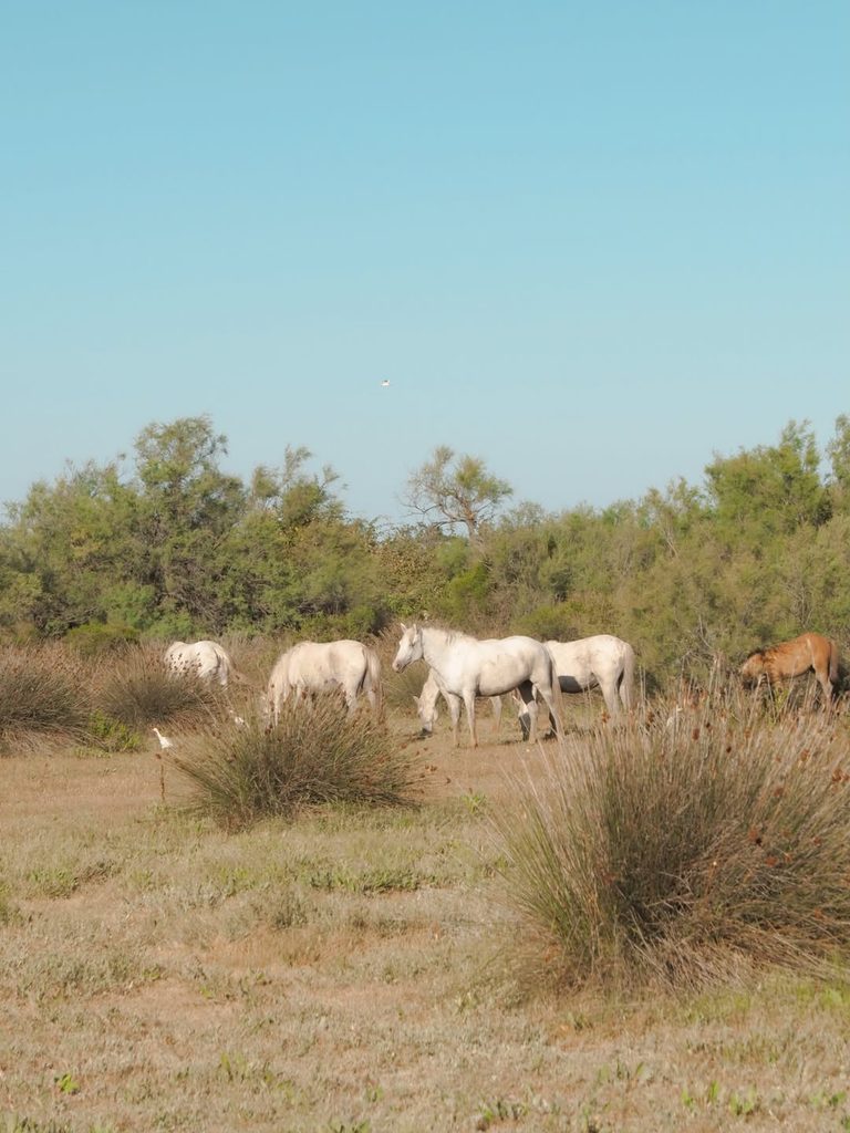 Protected wetlands around Étang du Vaccarès in the Camargue