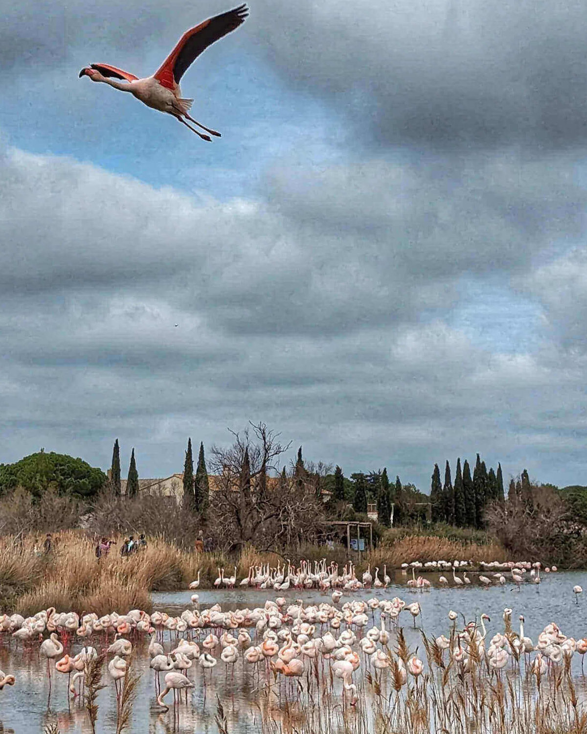 Flock of pink flamingos gathered in the wetlands of the Camargue