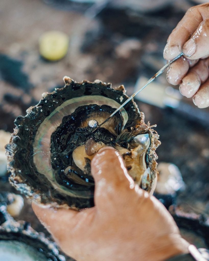 Tahitian black pearls at a pearl farm in Fakarava