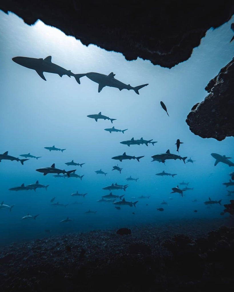Gray reef sharks near Tetamanu Pass in Fakarava