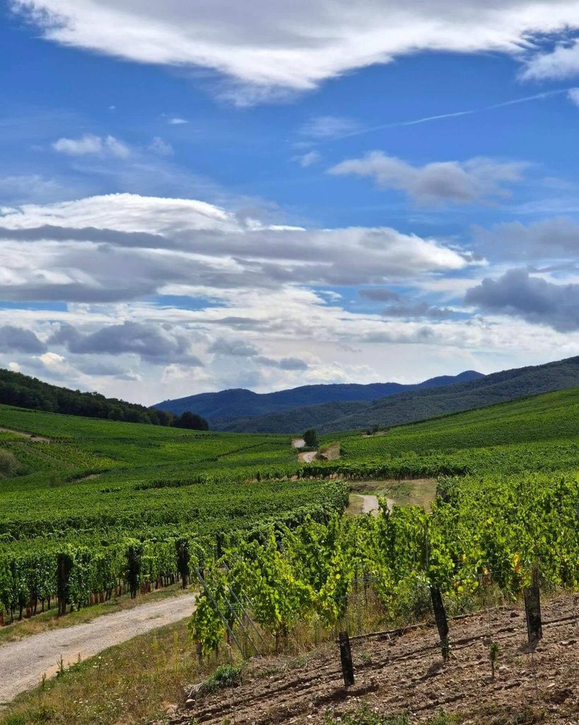 Vineyards surrounding Riquewihr in Alsace