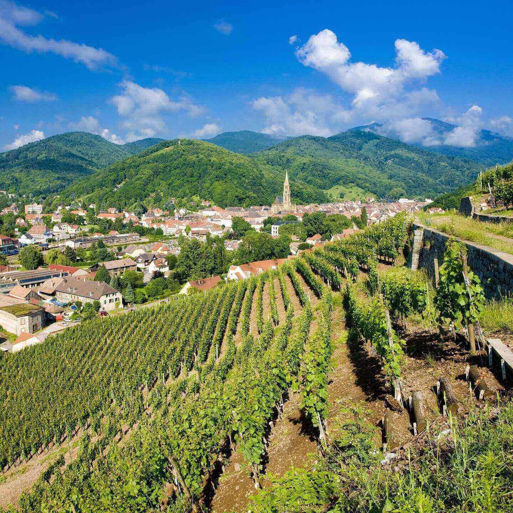Riquewihr surrounded by vineyards in the Alsace countryside