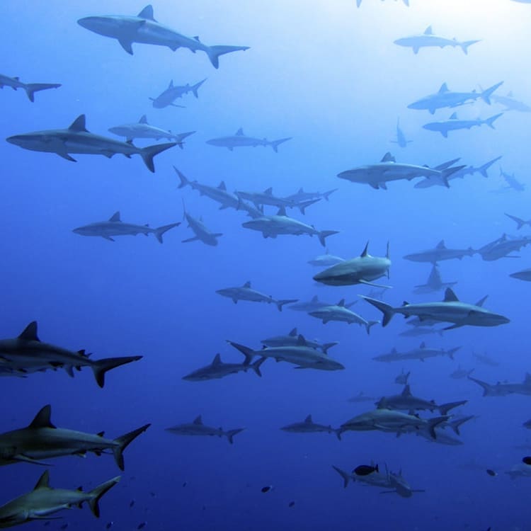 Gray reef sharks swimming near Tetamanu Pass in Fakarava