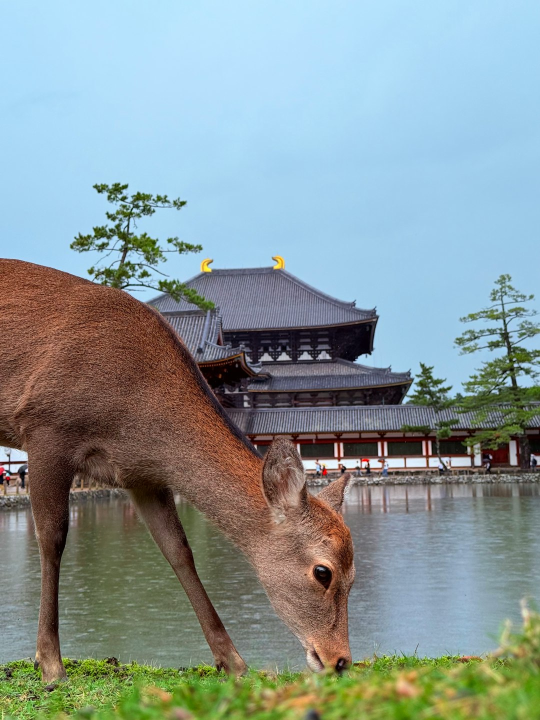 Deer resting by a lake near a temple in Nara